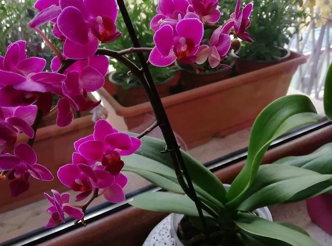 ベッド・アンド・ブレックファスト Casa Namaste 3*